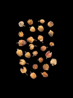 Søstrene Grene Julepynt|Dekoration^Dekorative Blomsterhoveder