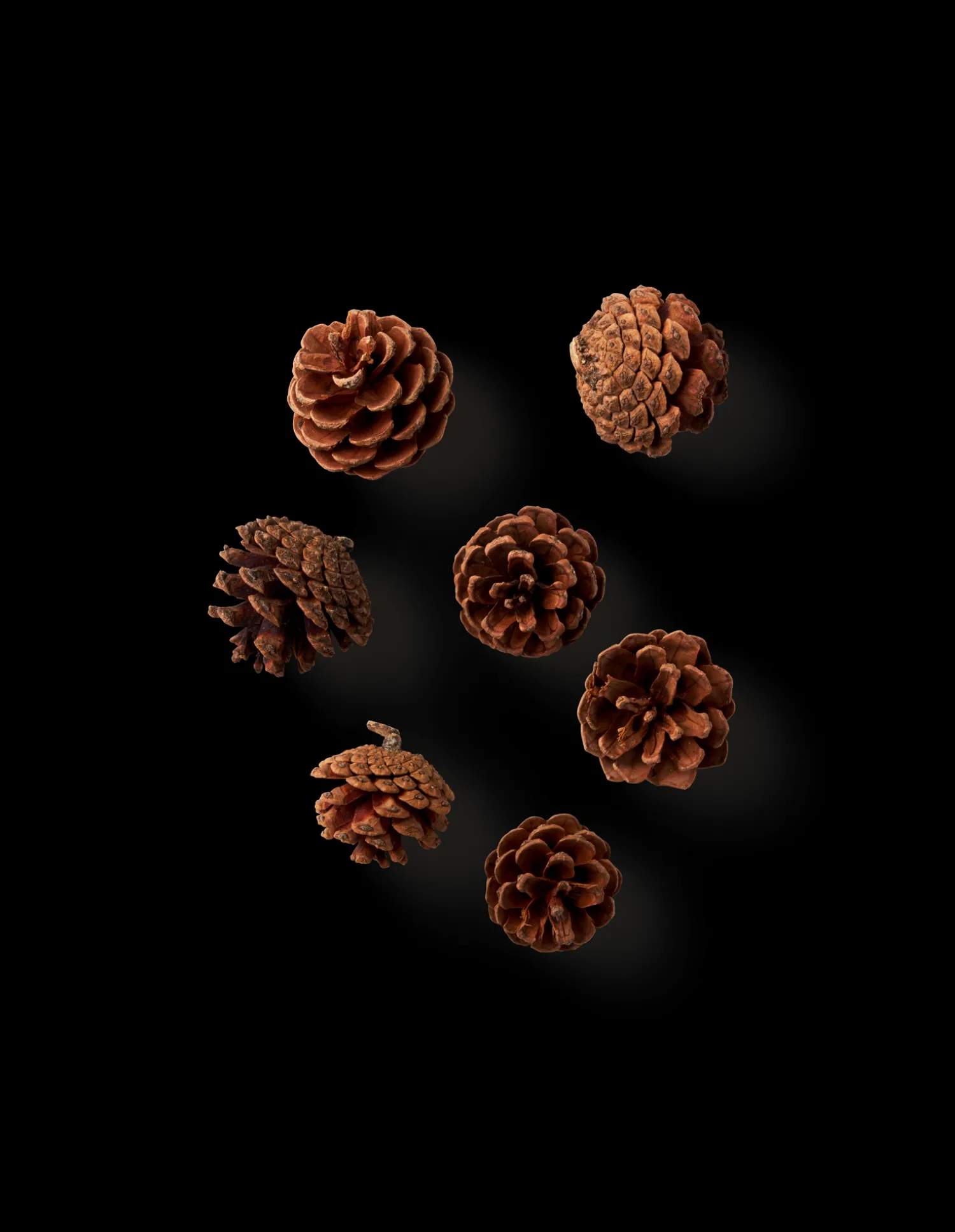 Søstrene Grene Julepynt|Dekoration^Fyrrekogler