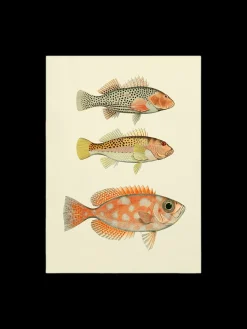 Søstrene Grene Rammer Og Plakater^Plakat 50 X 70