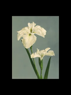 Søstrene Grene Rammer Og Plakater^Plakat 50 X 70