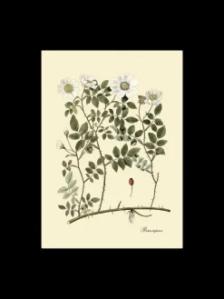 Søstrene Grene Rammer Og Plakater^Plakat 50 X 70