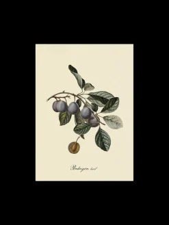 Søstrene Grene Rammer Og Plakater^Plakat A3